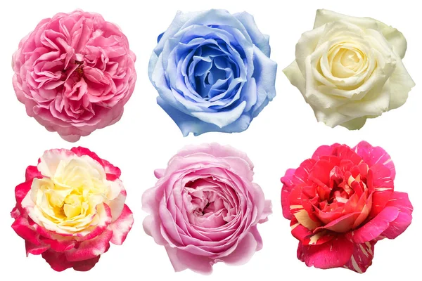 Kolekce hlavy květiny růže izolované na bílém pozadí. Pe — Stock fotografie