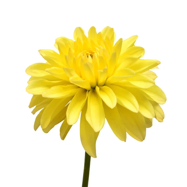 Cabeza de flor Dahlia amarilla aislada sobre fondo blanco. Primavera t —  Fotos de Stock