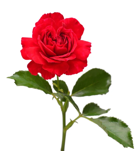 Élégante rose rouge isolée sur fond blanc. Magnifique bouqu — Photo
