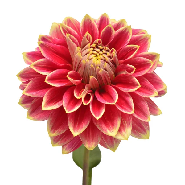 Dahlia flor cabeça vermelho isolado no fundo branco. Hora da Primavera — Fotografia de Stock