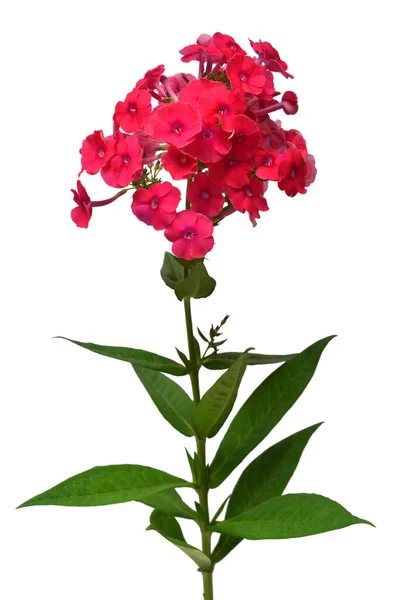 Creative delicate composition of phlox red flowers with leaf iso — 스톡 사진