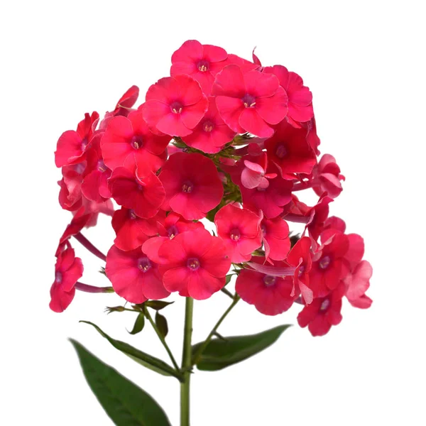 Kreative zarte Komposition aus Phlox roten Blüten mit Blatt-Iso — Stockfoto