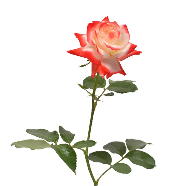 Elegante rosa aislada sobre un fondo blanco. Hermoso ramo f — Foto de Stock