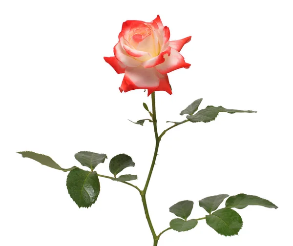 Élégante rose isolée sur fond blanc. Beau bouquet f — Photo
