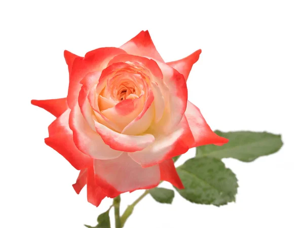 Elegante Rose isoliert auf weißem Hintergrund. schöner Strauß f — Stockfoto