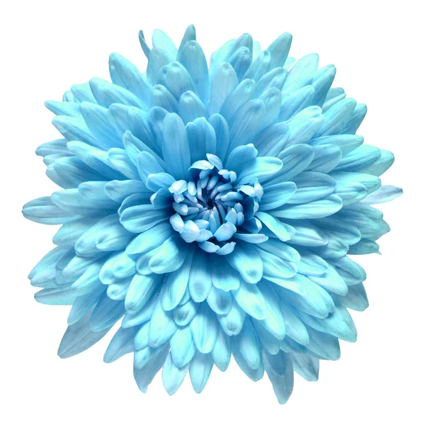 Fleur de chrysanthème bleue isolée sur fond blanc. Floral p — Photo