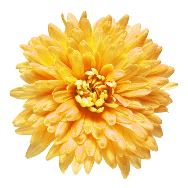 Flor de crisantemo naranja aislada sobre fondo blanco. Floral —  Fotos de Stock