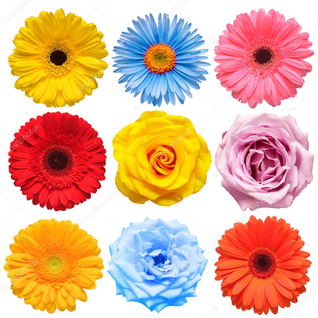 Flowers head collection of beautiful rose, daisy, gerbera, chrys