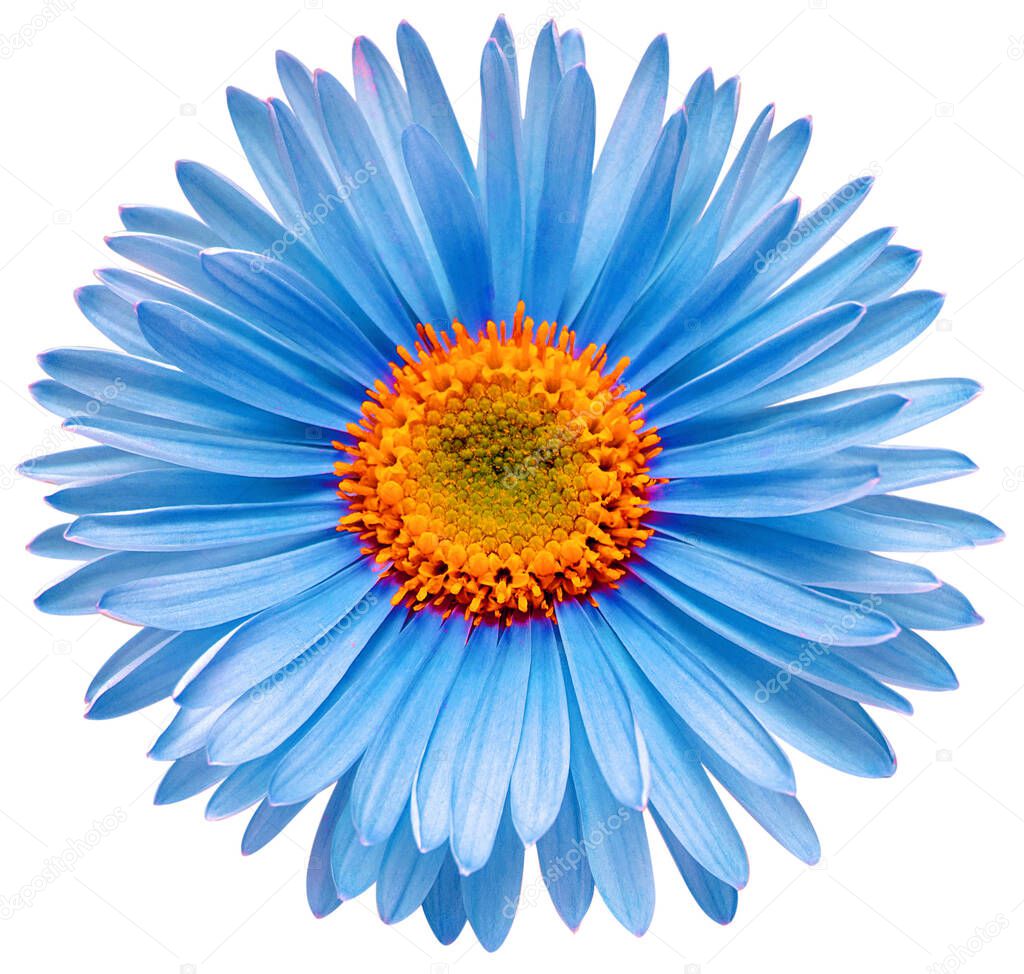 Blue flower aster alpine isolated on white background. Macro, da