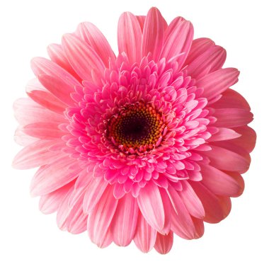 Beyaz arka planda izole edilmiş pembe gerbera çiçeği. Düz yatıyordu, üst 