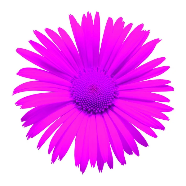 Margarita púrpura aislada sobre un fondo blanco. Tarjeta de flores. Plano —  Fotos de Stock