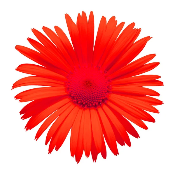 Marguerite rouge isolée sur fond blanc. Carte de fleurs. Pose plate — Photo