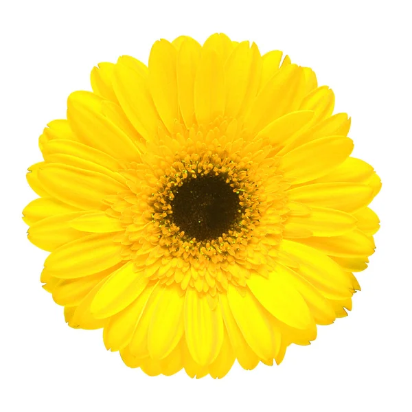 Flor gerbera amarilla aislada sobre fondo blanco. plano laico, a — Foto de Stock