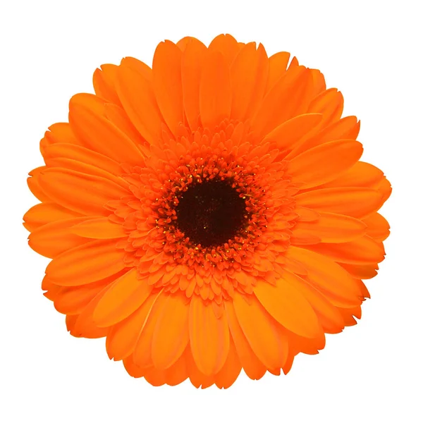 Flor de gerberas anaranjada aislada sobre fondo blanco. plano laico, a — Foto de Stock