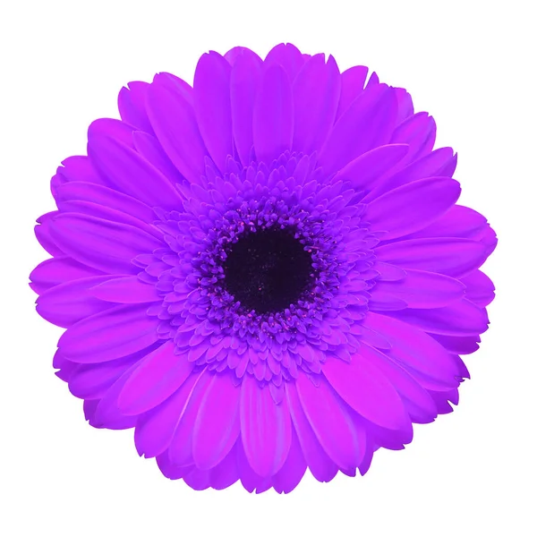 Gerbera violet foncé fleur isolée sur fond blanc. Appartement la — Photo