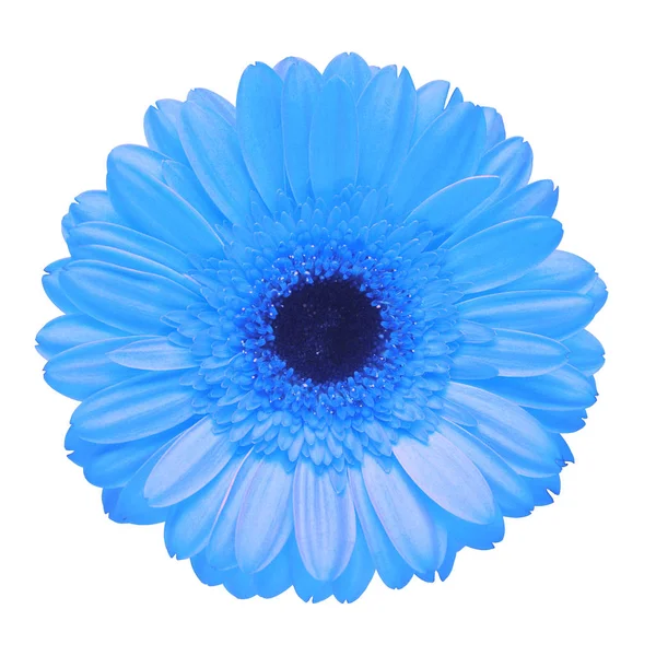 Flor gerbera azul isolado no fundo branco. Flat lay, topo — Fotografia de Stock