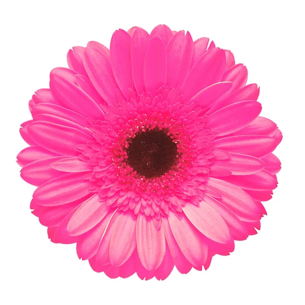 Flor de gerbera rosa isolada sobre fundo branco. Flat lay, topo — Fotografia de Stock