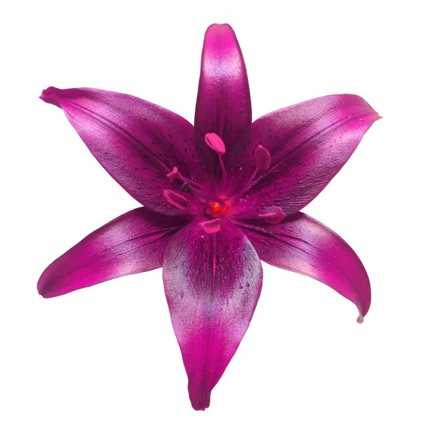 Lily dark purple isolated on a white background. Flower head. Sp — Stock Photo, Image