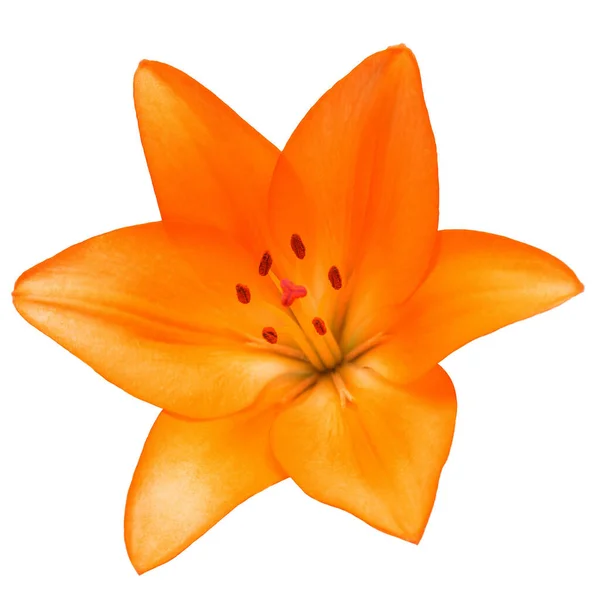 Orange lily flower yellow isolated on white background. Spring t — 스톡 사진