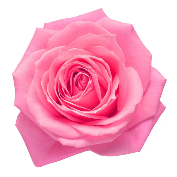 Pink rose head flower isolated on white background. Perfectly re — 스톡 사진