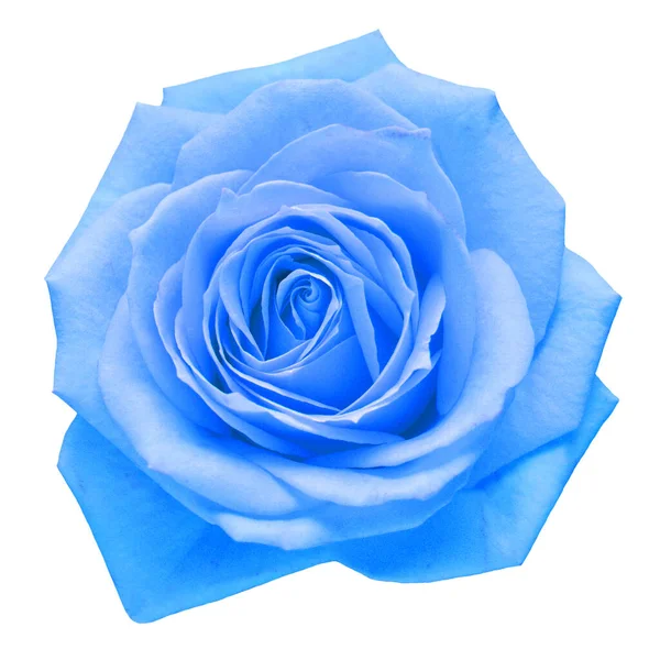 Light blue flower rose isolated on a white background. Macro, fl — Stock Photo, Image