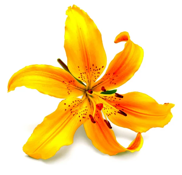 Gelbe Lilie Blume isoliert auf weißem Hintergrund. Blüten resem — Stockfoto