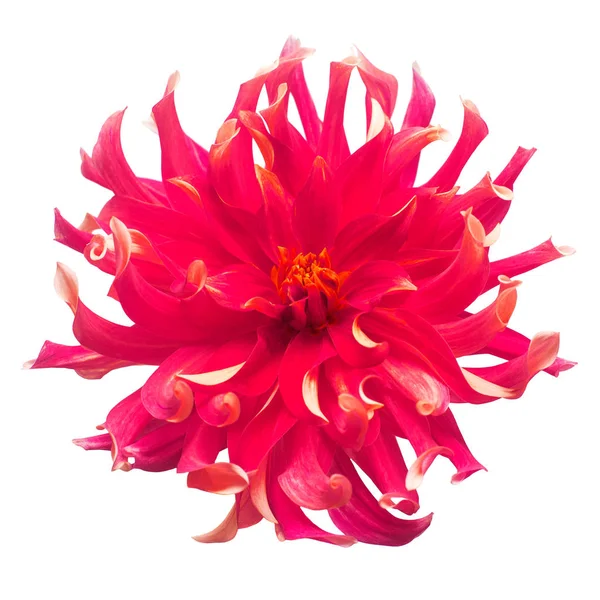 Blume der schönen roten Dahlie Makro Natur isoliert auf weißem Ba — Stockfoto