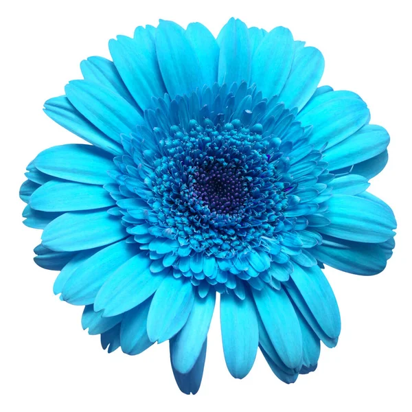 Flor gerbera azul isolado no fundo branco. Flat lay, topo — Fotografia de Stock