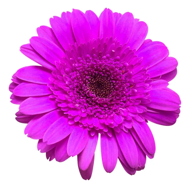 Σκούρο μοβ λουλούδι ζέρμπερα απομονωμένο σε λευκό φόντο. Επίπεδη — Φωτογραφία Αρχείου