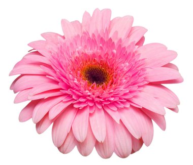 Beyaz arka plan üzerinde izole çiçek pembe gerbera. Yaz. Bahar. Düz yatıyordu, en iyi görünüm. Seviyorum. Sevgililer günü