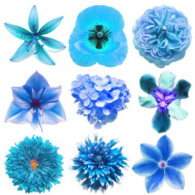 Haşhaş, iris, ortanca, klematis, amilis, kasımpatı, gül, yıldız çiçeği, zambak, beyaz bir arka planda izole edilmiş. Düz yatış, üst görünüm