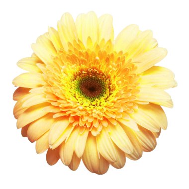 Sarı gerbera çiçeği beyaz arka planda izole edilmiş. Yaz. Bahar. Düz yerde, üst tarafta. Sevgi. Sevgililer Günü