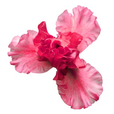 Beyaz arka planda izole edilmiş pembe zambak çiçeği. Paskalya. Yaz. Bahar. Düz yerde, üst tarafta. Sevgi. Sevgililer Günü. Çiçek deseni, nesne. Doğa konsepti