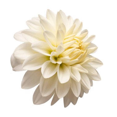 Beyaz yıldız çiçeği başı beyaz arka planda izole edilmiş. Bahar zamanı, bahçe. Düz yatış, üst görünüm