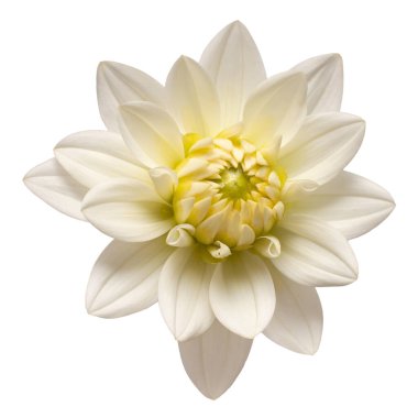 Beyaz yıldız çiçeği başı beyaz arka planda izole edilmiş. Bahar zamanı, bahçe. Düz yatış, üst görünüm