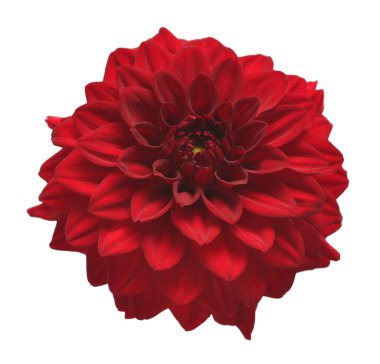 Beyaz arka planda izole edilmiş zarif yıldız çiçeği. Güzel baş çiçeği. Bahar, yaz. Paskalya tatili. Bahçe dekorasyonu, peyzaj. Çiçek aranjmanı