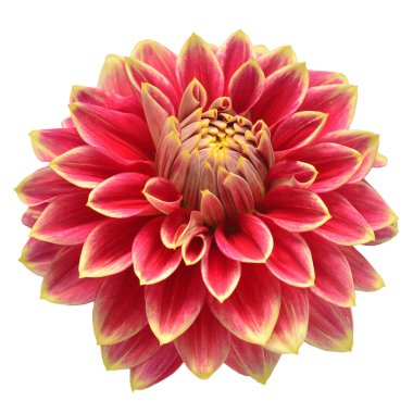 Yıldız çiçeği başı kırmızısı beyaz arka planda izole edilmiş. Bahar zamanı, bahçe. Düz yatış, üst görünüm