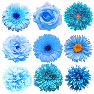 Büyük bir mavi başlı çiçek koleksiyonu. Kasımpatı, gül, gerbera, papatya, yıldız çiçeği, beyaz arka planda izole edilmiş paskalya çiçeği. Düz yatış, üst görünüm