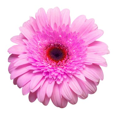 Beyaz arka plan üzerinde izole çiçek pembe gerbera. Yaz. Bahar. Düz yatıyordu, en iyi görünüm. Seviyorum. Sevgililer günü