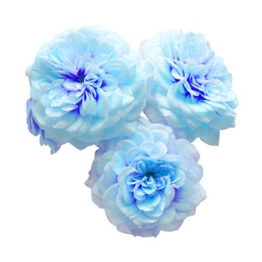 Beyaz arka planda izole edilmiş güzel mavi gül buketi. Düğün kartı. Selamlar. Yaz. Bahar. Düz yerde, üst tarafta. Sevgi. Sevgililer Günü