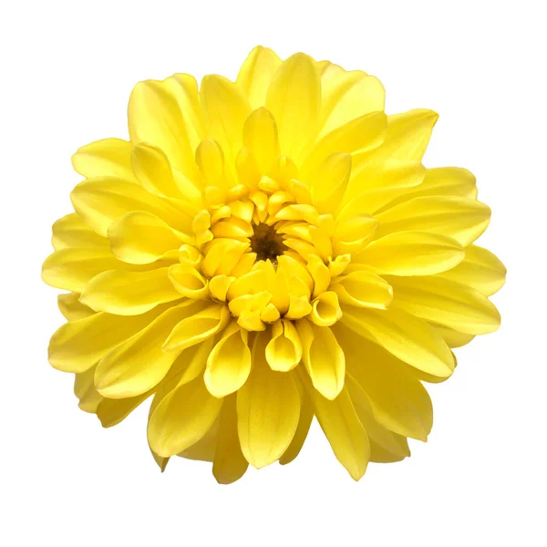 Cabeza Flor Dahlia Amarilla Aislada Sobre Fondo Blanco Primavera Jardín —  Fotos de Stock