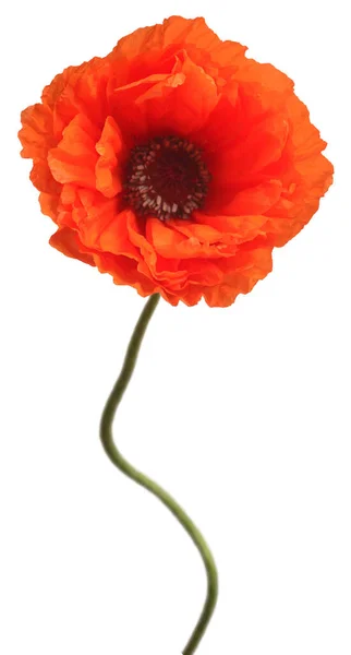 Schöne Rote Blume Mohn Isoliert Auf Weißem Hintergrund Ungewöhnliche Geschwungene — Stockfoto