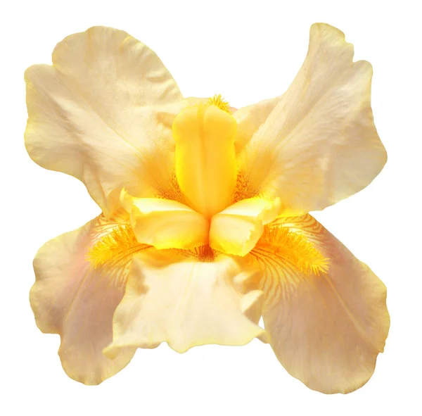 黄色的虹膜花 花蕾在白色的背景上被隔离 复活节 平躺在地上 尽收眼底 情人节 花形图案 自然概念 — 图库照片