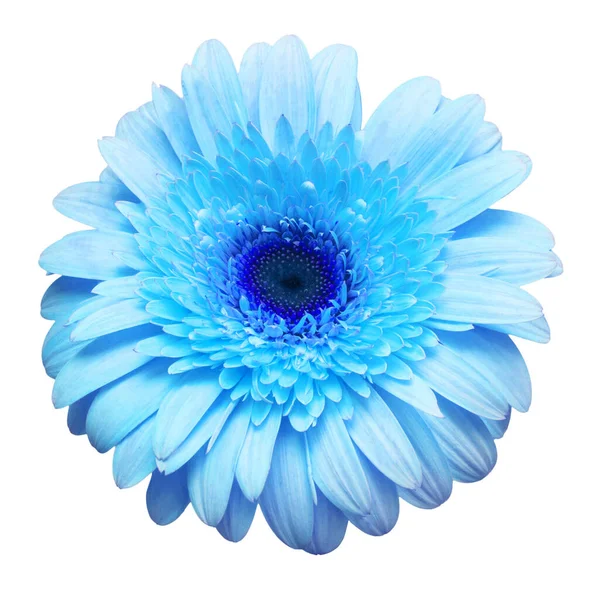 Bloemblauwe Gerbera Geïsoleerd Witte Achtergrond Vlakke Lay Bovenaanzicht — Stockfoto