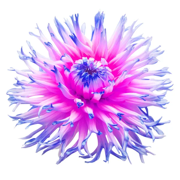 Rosa Und Blaue Blume Dahlie Isoliert Auf Weißem Hintergrund Flache — Stockfoto