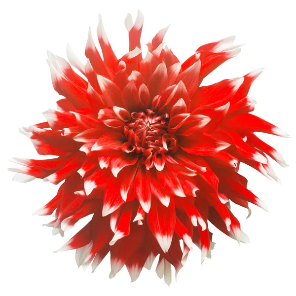 Elegante Rote Dahlie Isoliert Auf Weißem Hintergrund Schöne Kopfblume Frühling — Stockfoto