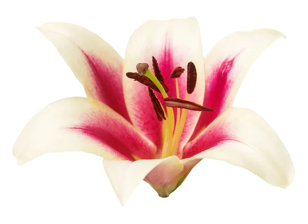 Gyönyörű Rózsaszín Liliom Virág Elszigetelt Fehér Háttér — Stock Fotó