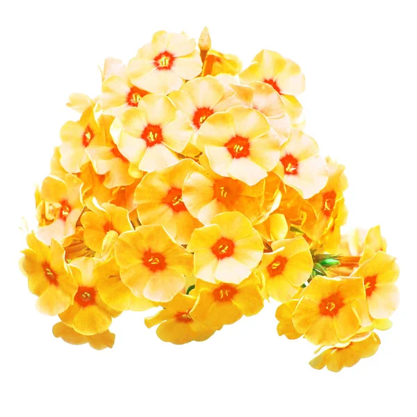 Flor Flox Cabeza Amarilla Aislada Sobre Fondo Blanco Piso Tendido — Foto de Stock