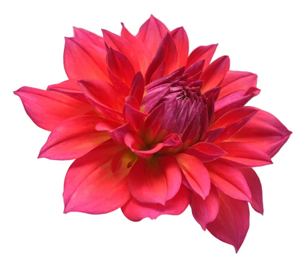 Dahlia Flower Head Red Isolated White Background Spring Time Garden — 스톡 사진