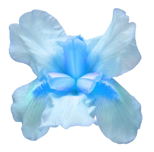 Blauwe Irisbloem Geïsoleerd Witte Achtergrond Pasen Zomer Lente Vlakke Lay — Stockfoto